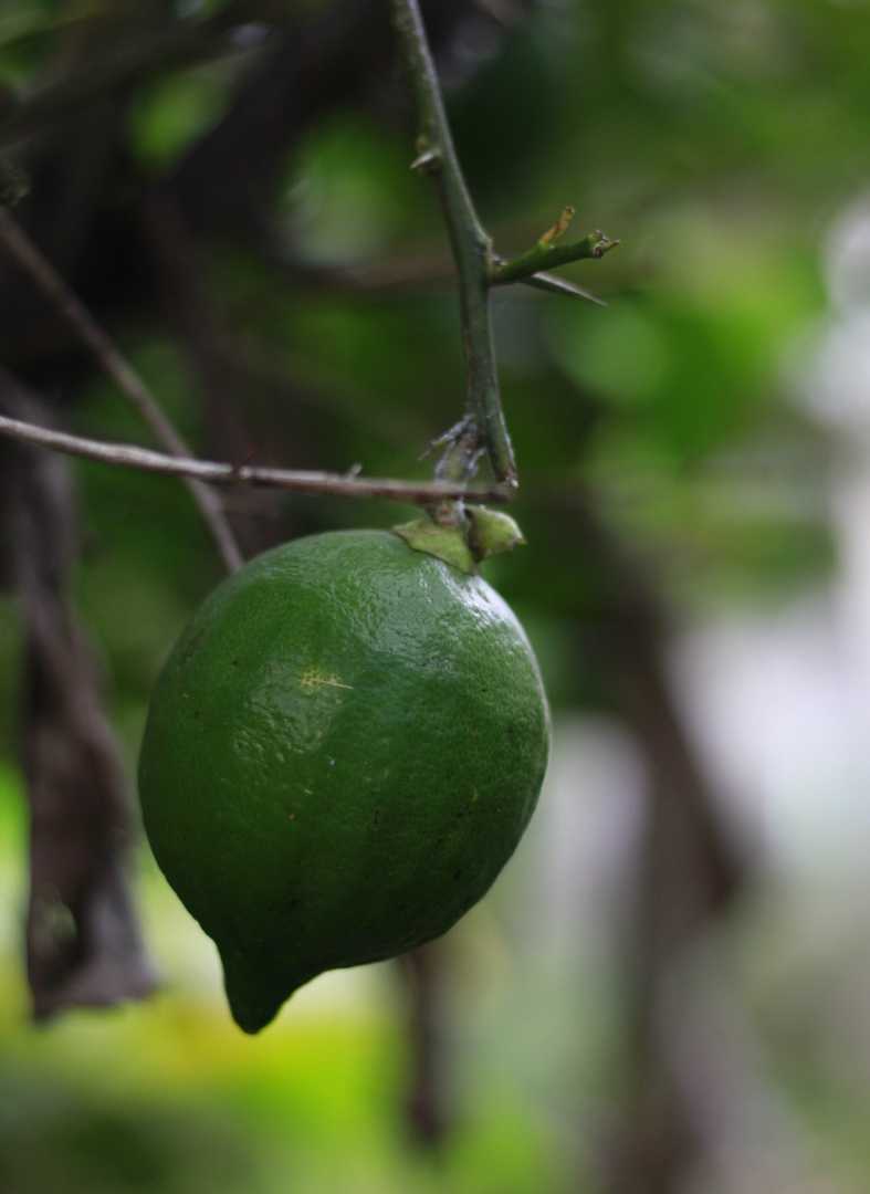 Jeruk lemon 