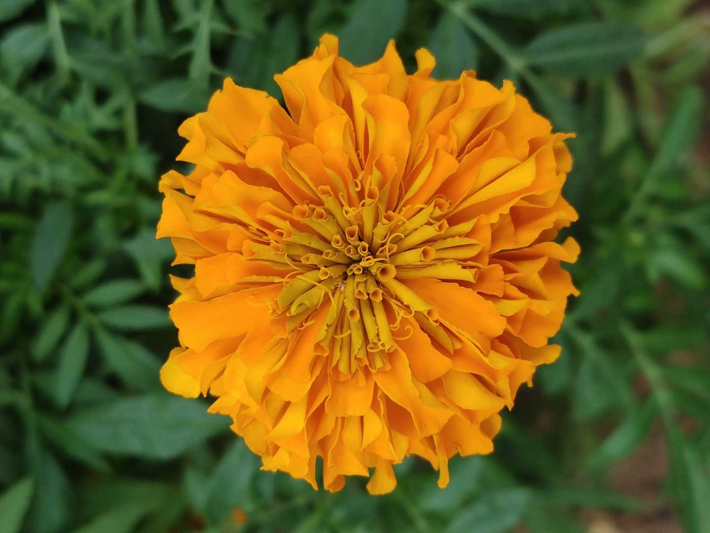 Marigold flower 