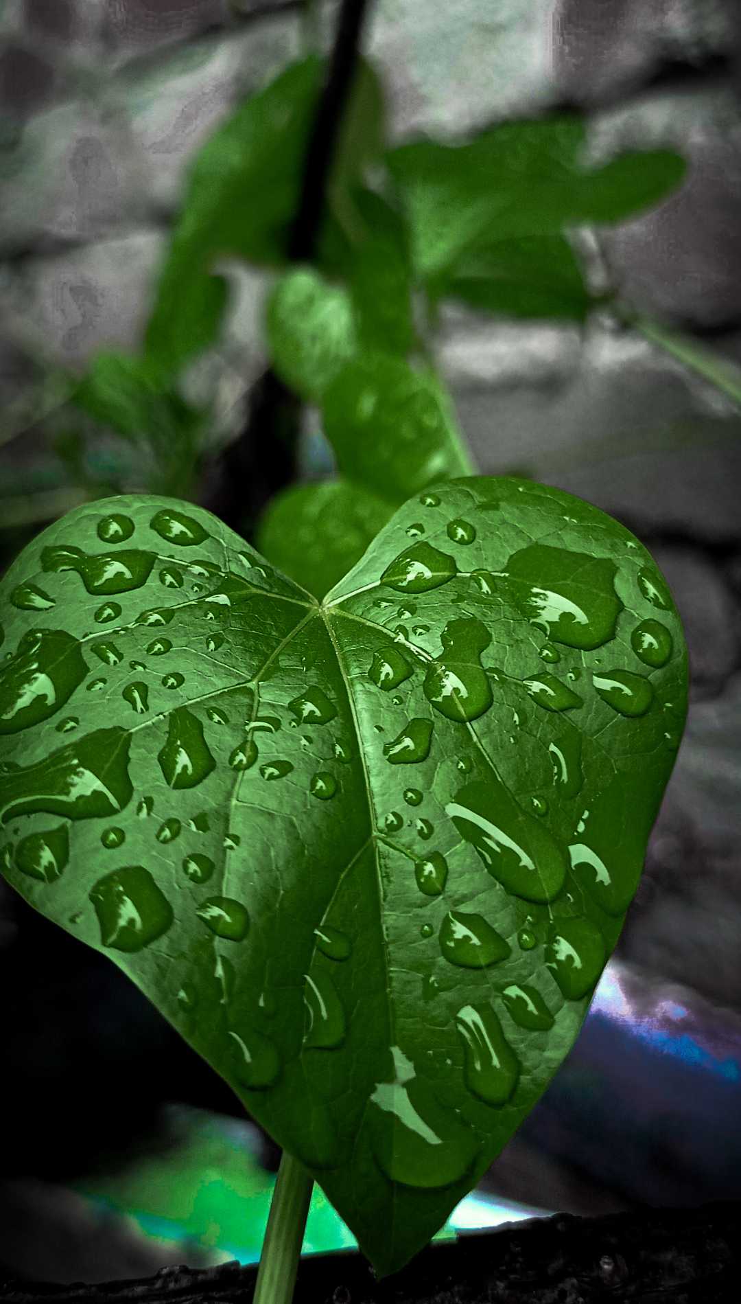 see how beautiful nature can♥️