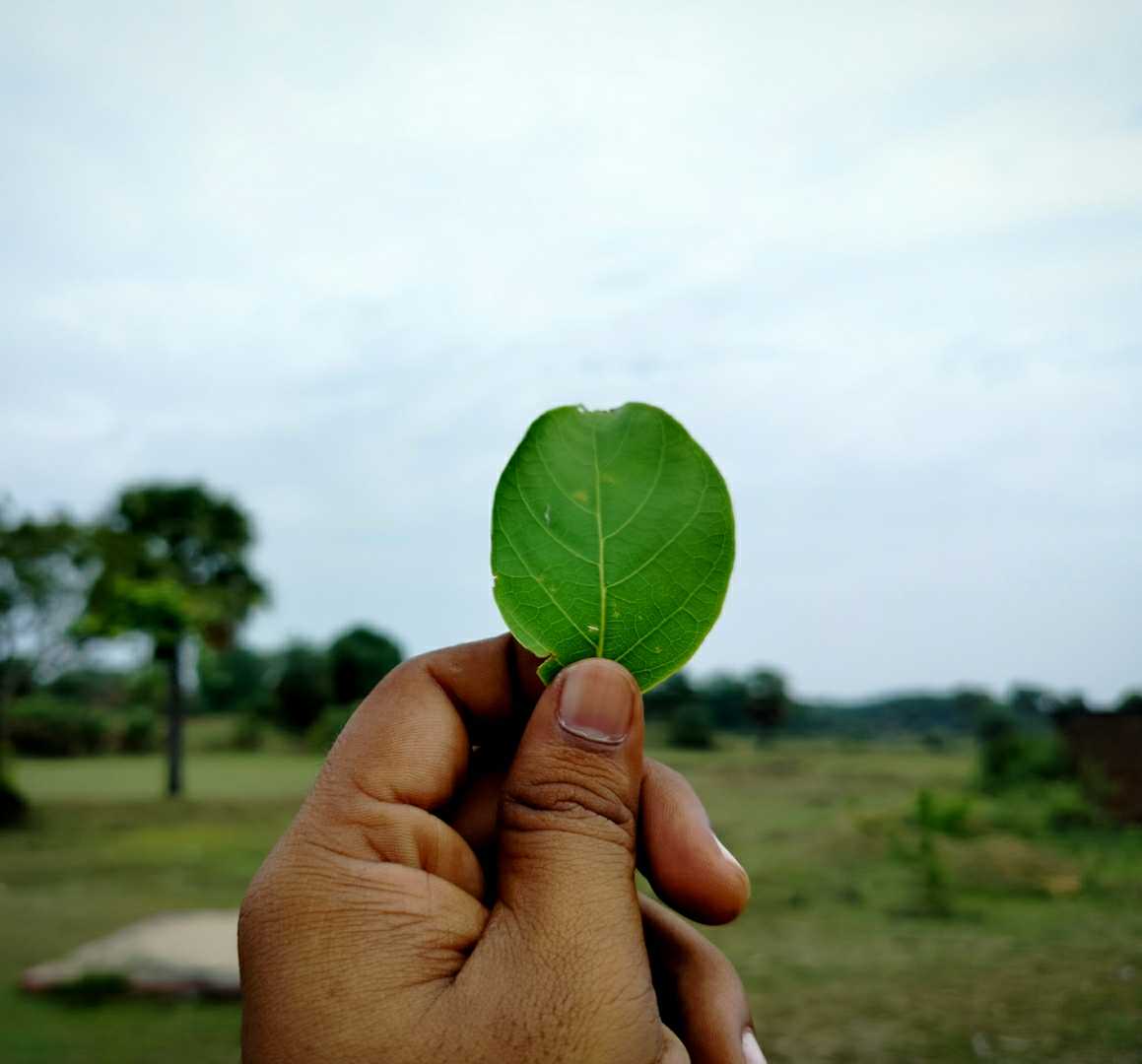 🍃