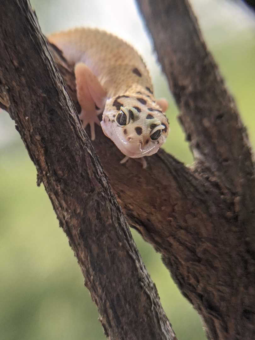 Gecko / toke 