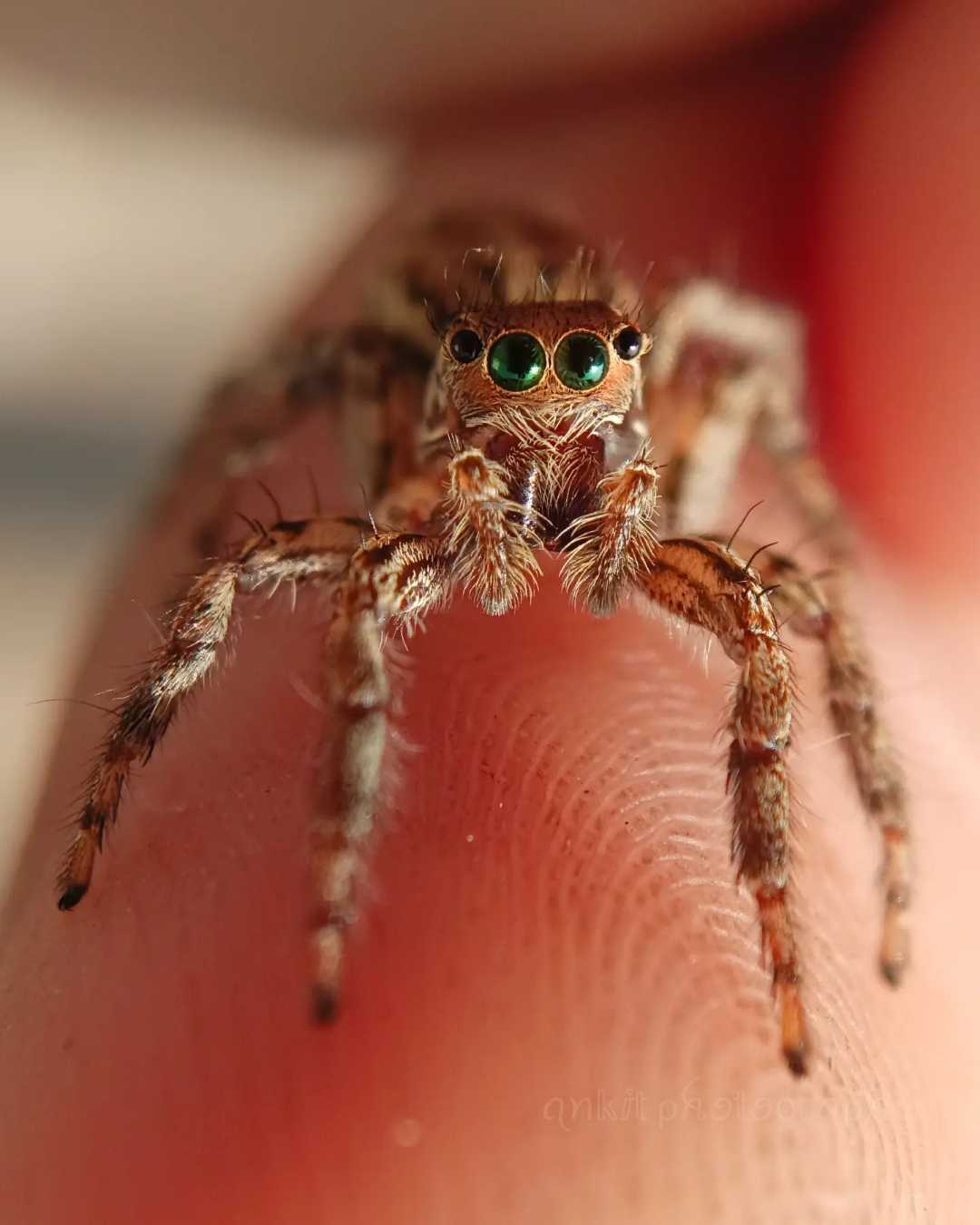 Here's our engeneering spideyyy...
.
.

