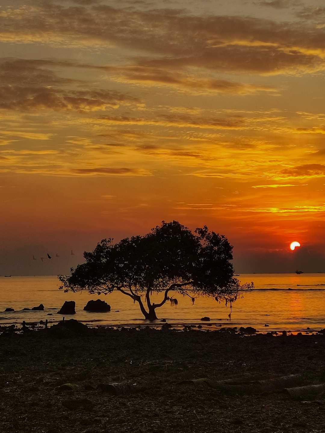 sunrise pohon jomblo