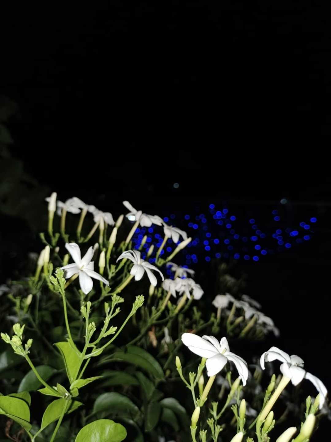 flowers white 