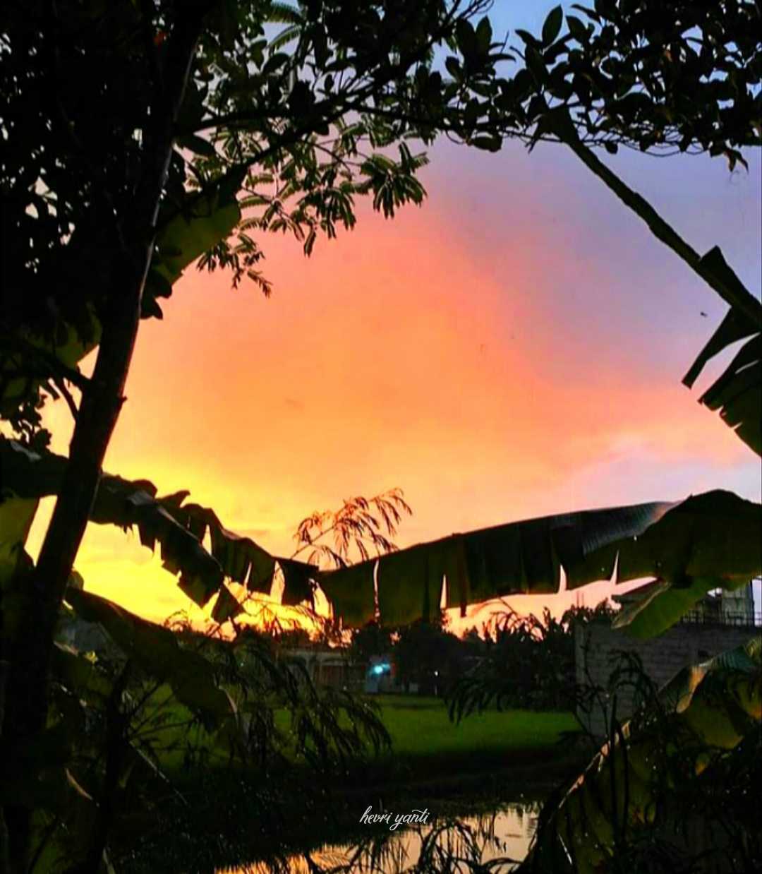 Sunset on the paddy field