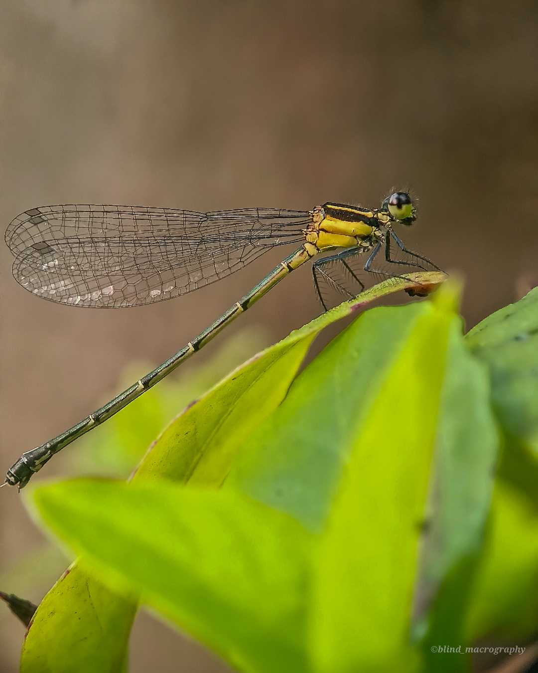 Damesfly
