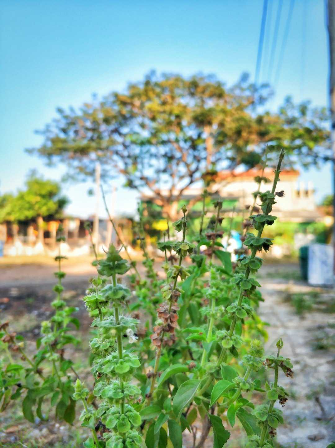 DAUN KEMANGI 