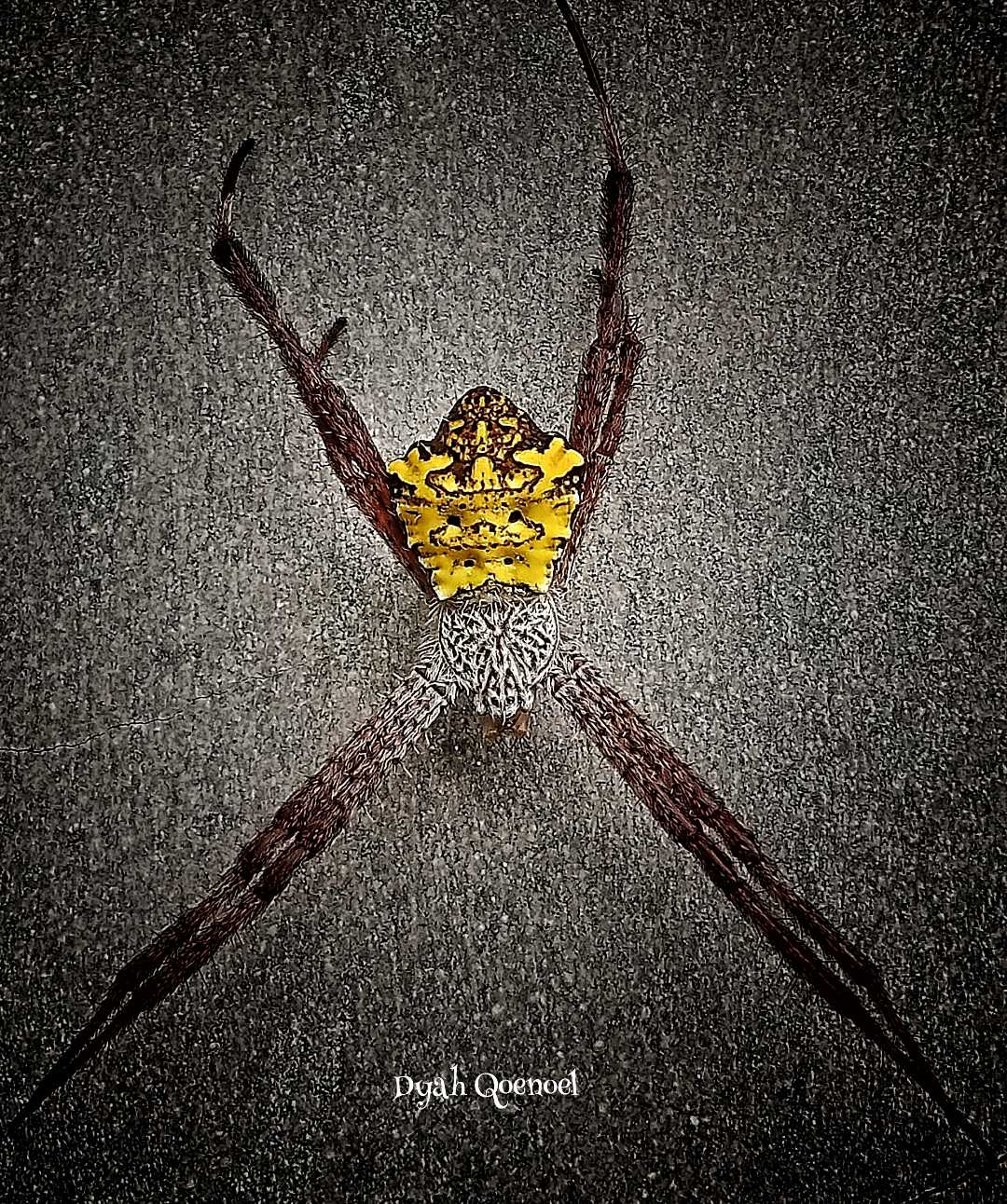 Argiope Appensa