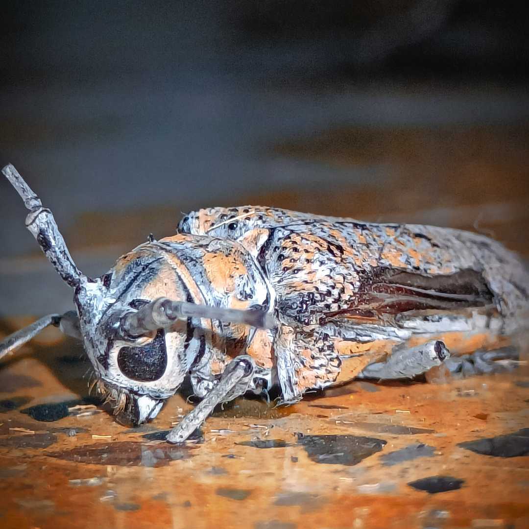 Macro photography cockroach 