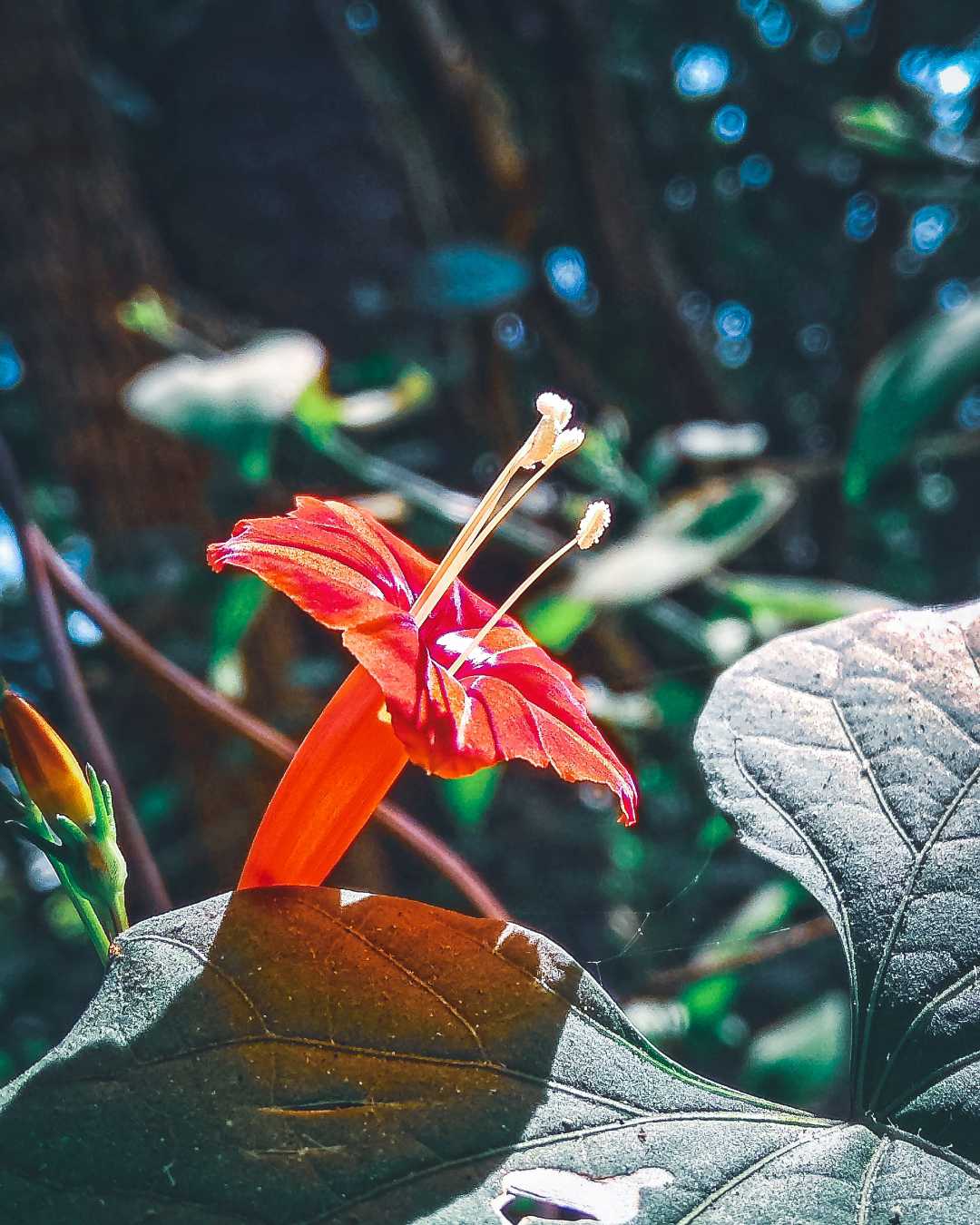 beuty of flowers 