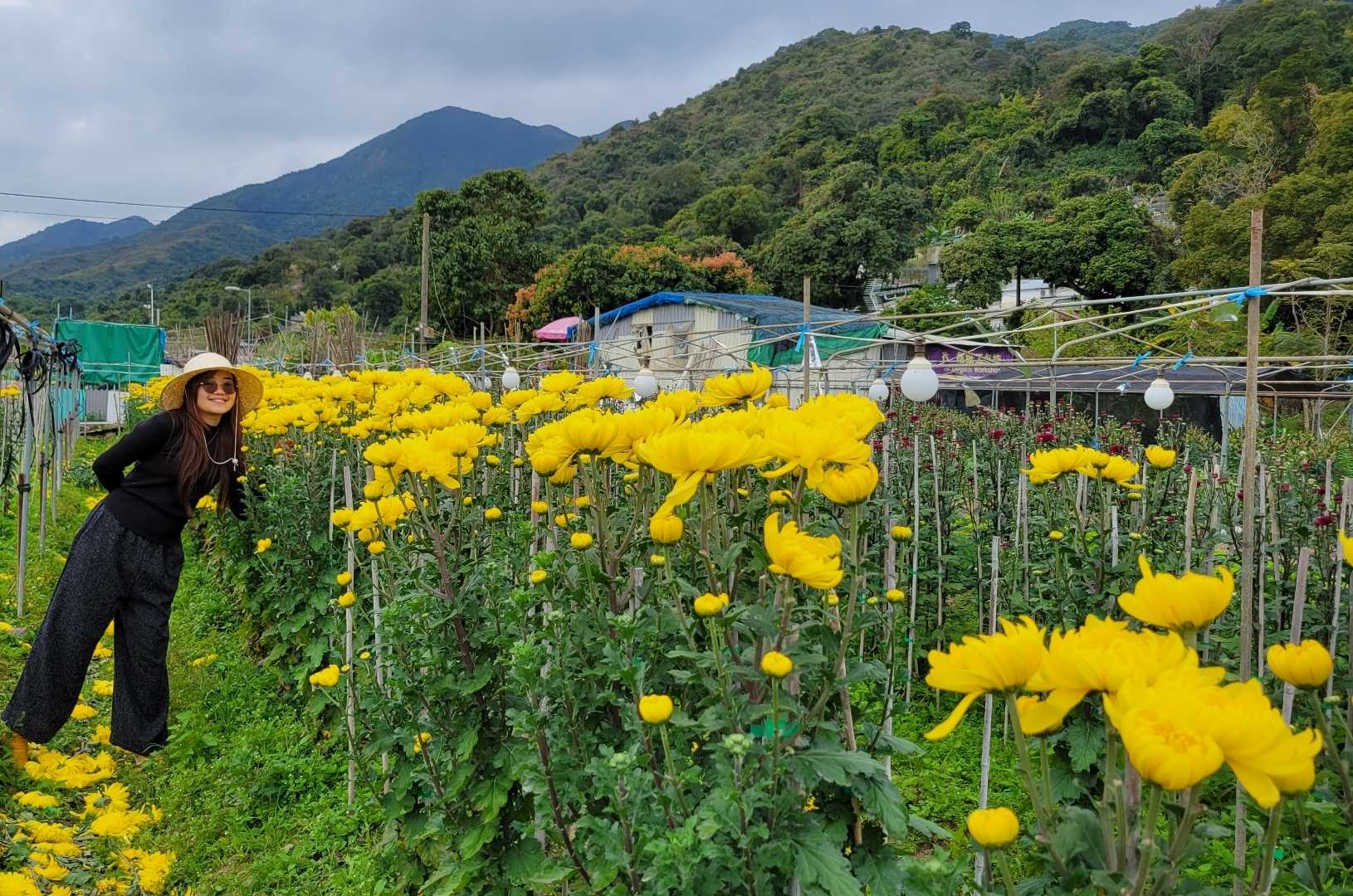 📍LAM TSUEN FARM