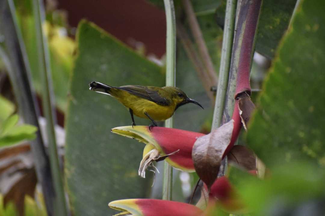 olive backed sunbird