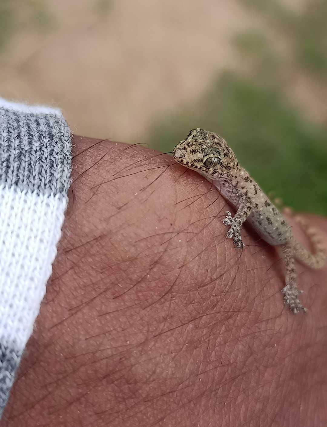 beautiful lizard baby
