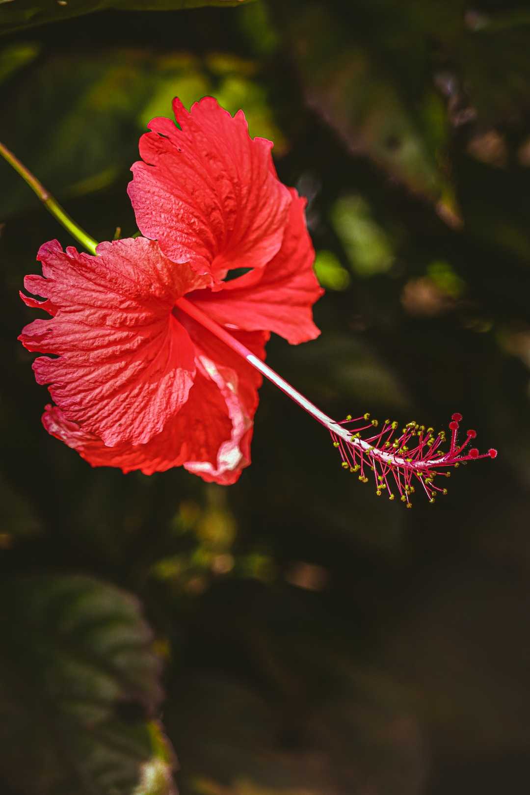Hibiscus 🌺