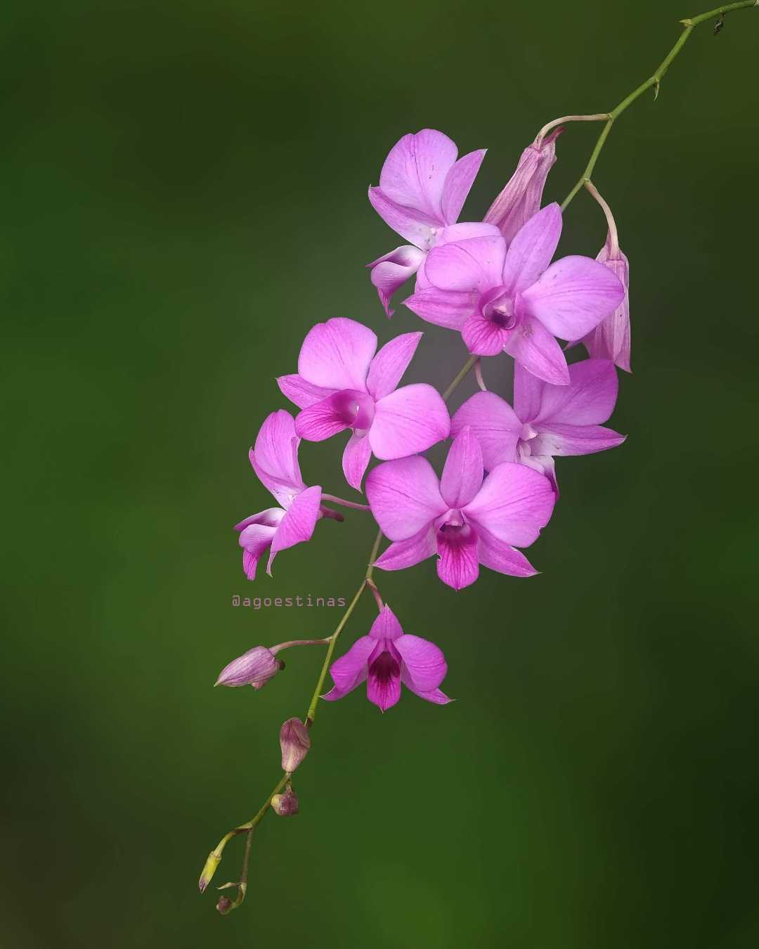 Anggrek Larat