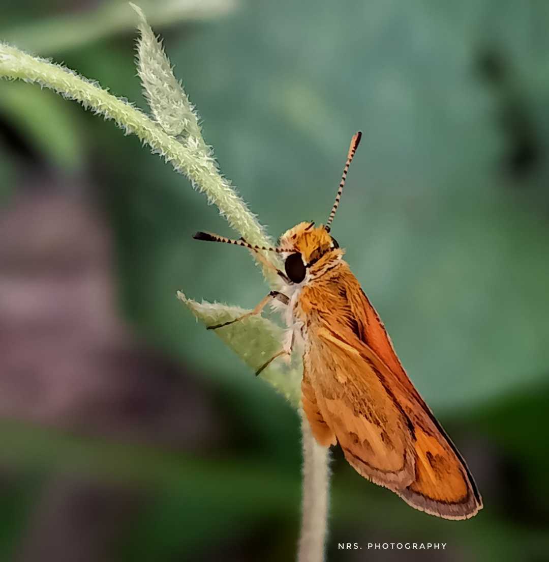 Skipper