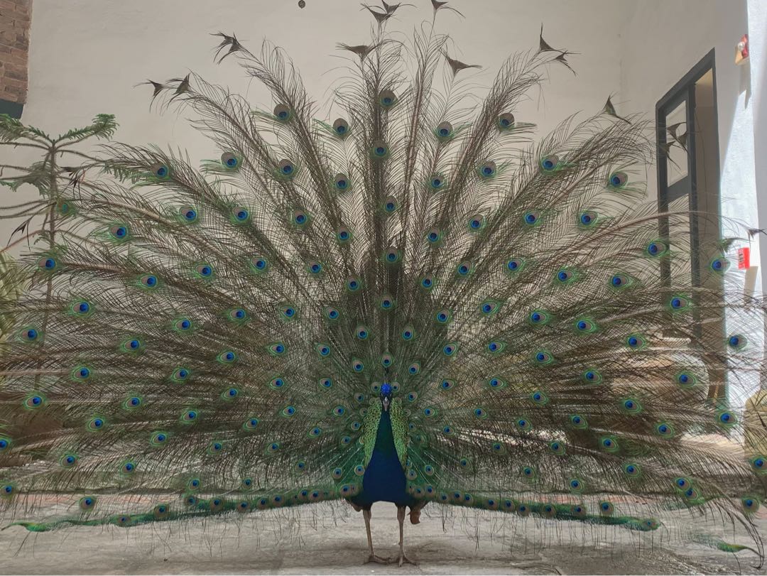que viva el rey 🦚 