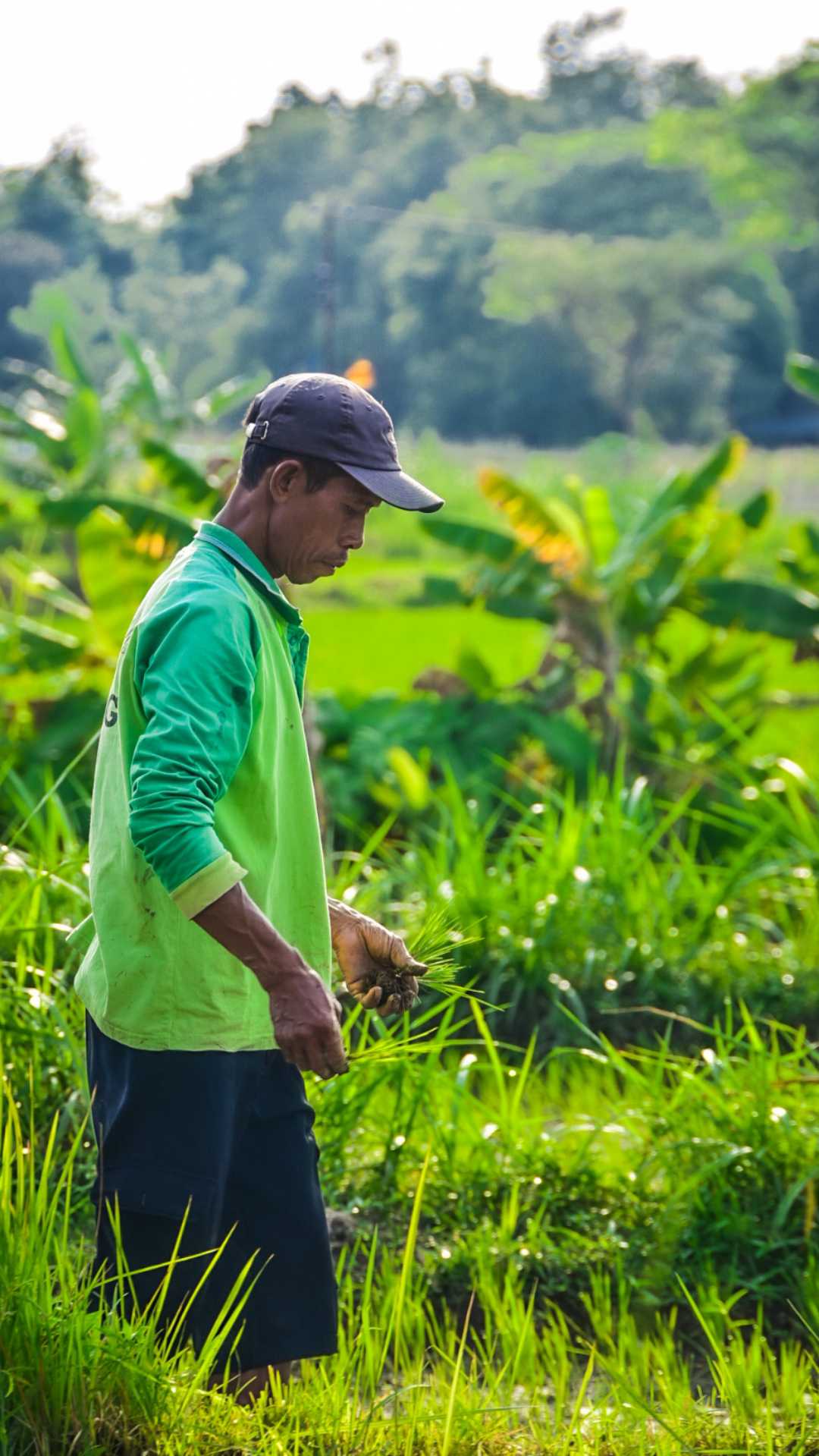 Rice farmer