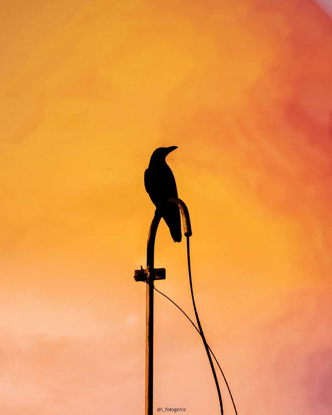 CROW < कौआ
