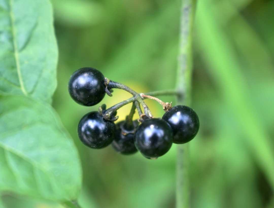 What do you call it in your language?