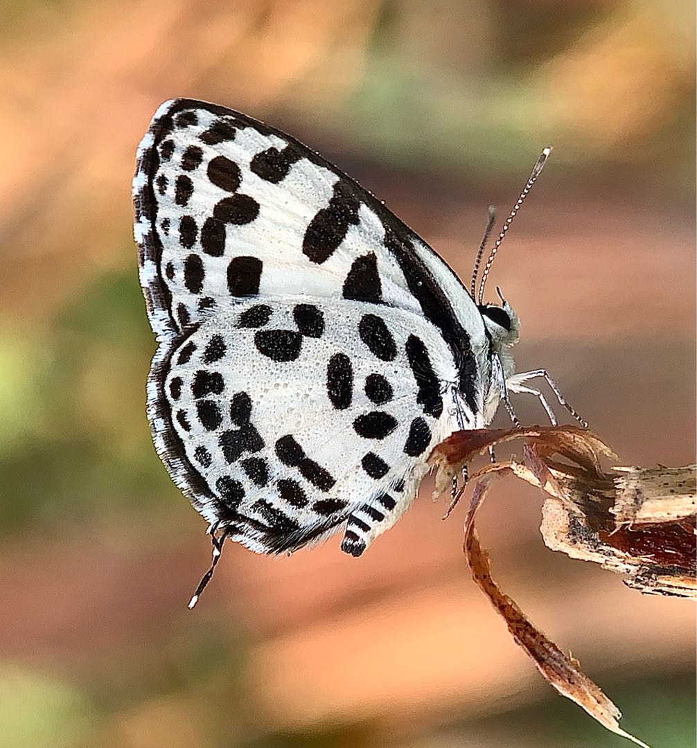 Kupu kupi Pierrot 