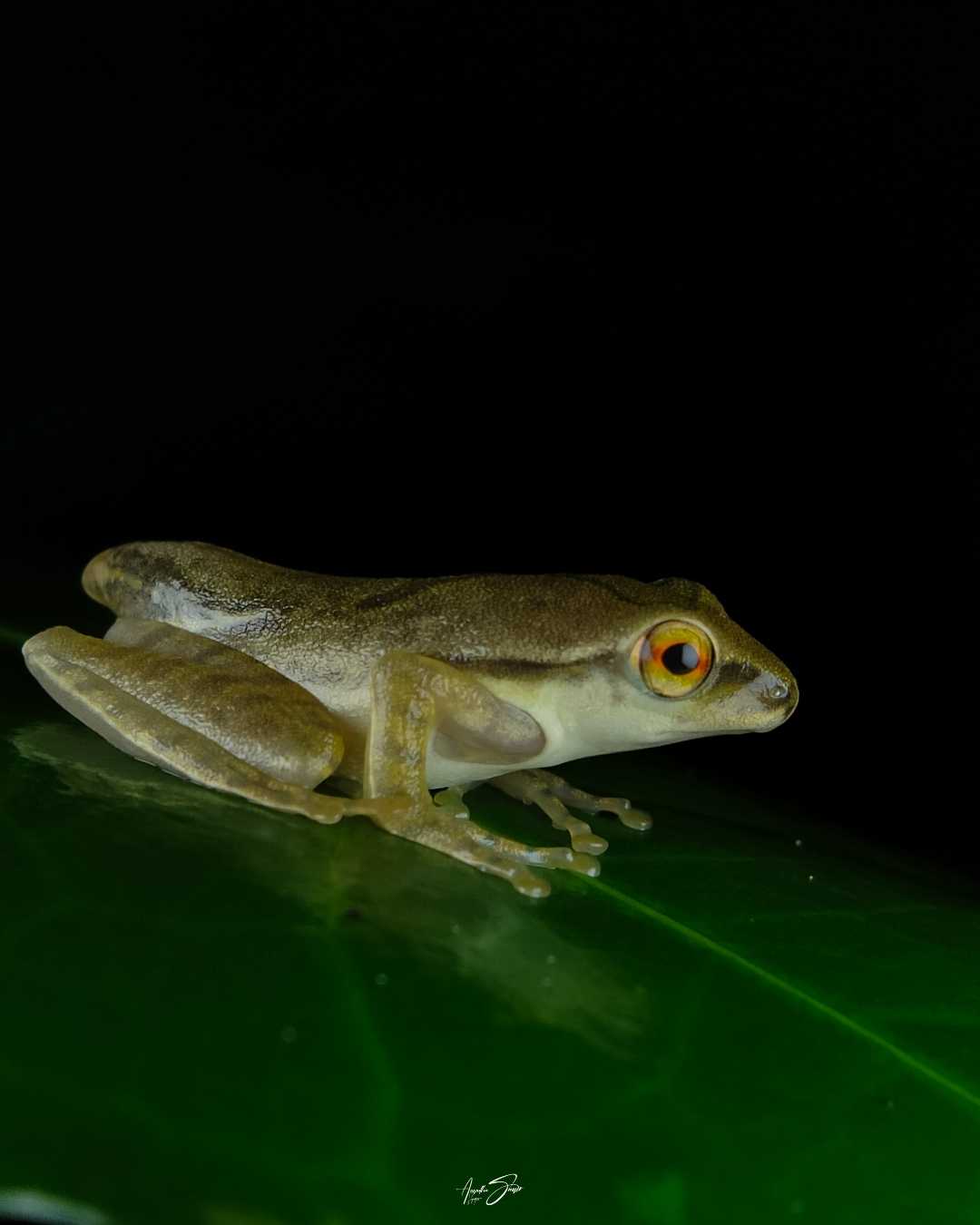 mobile macro photography (Western tree frog)