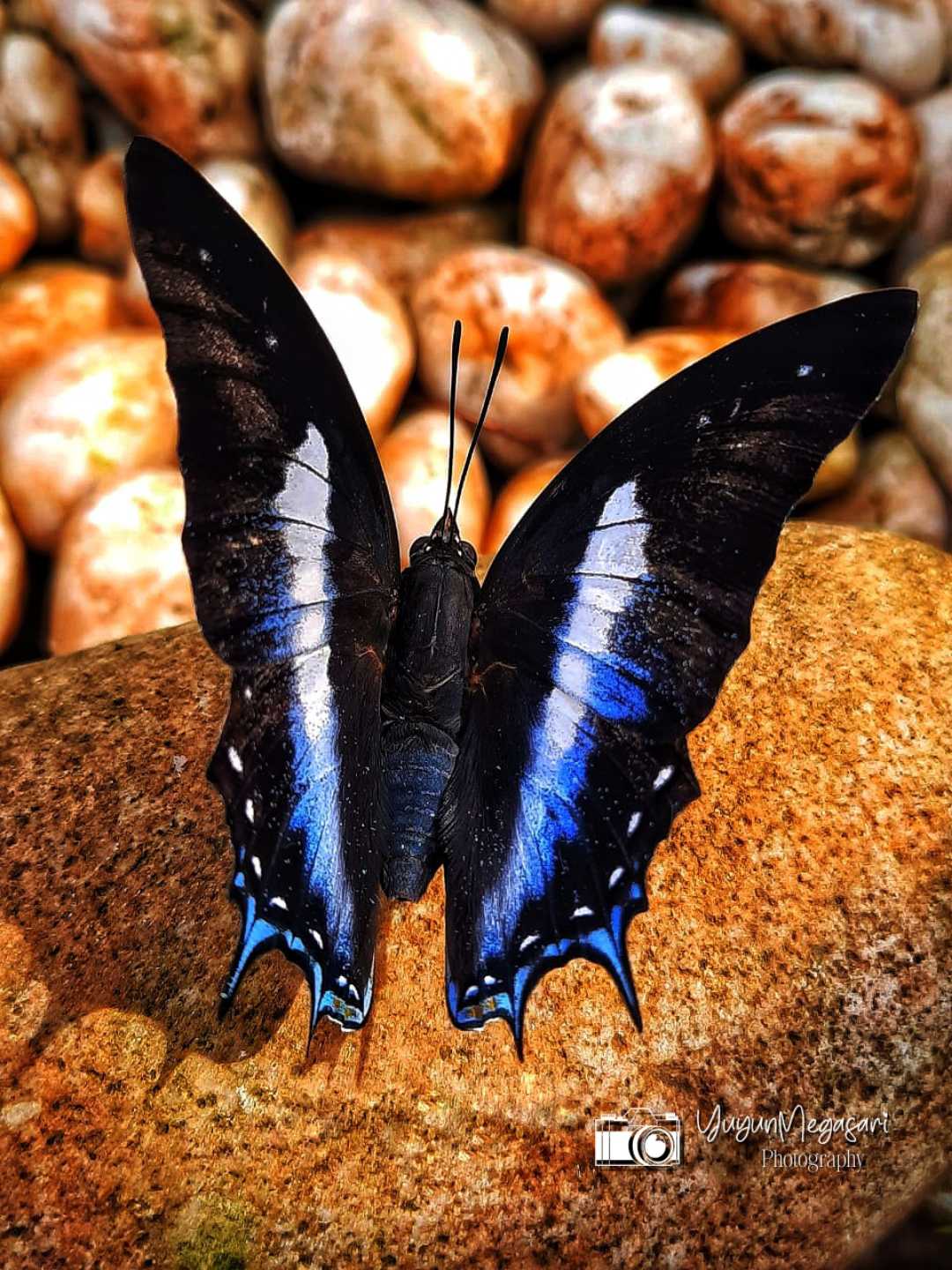 Polyura