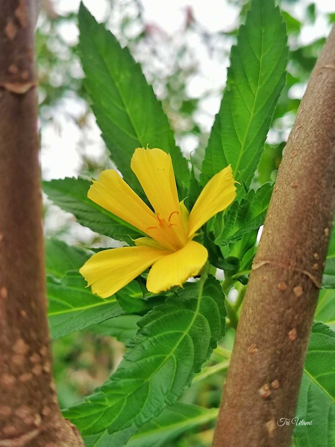 Turnera Ulmifolia 