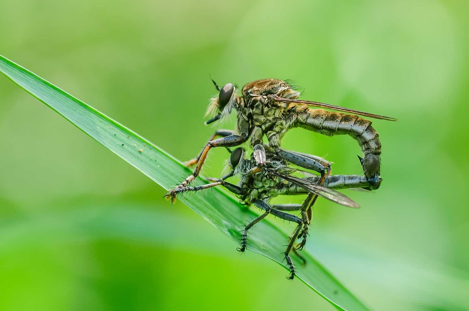 Philonicus albiceps