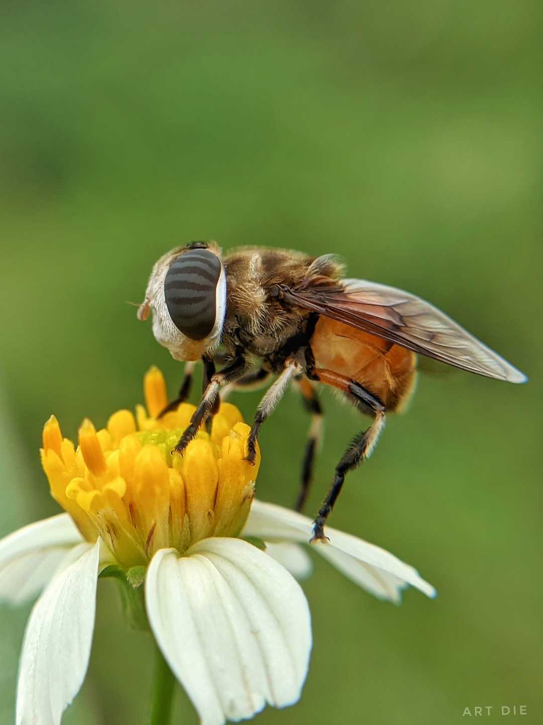 Palpada