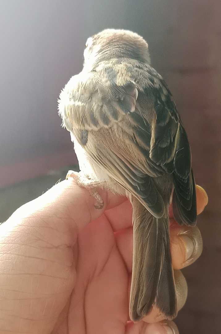 BURUNG GEREJA🐦