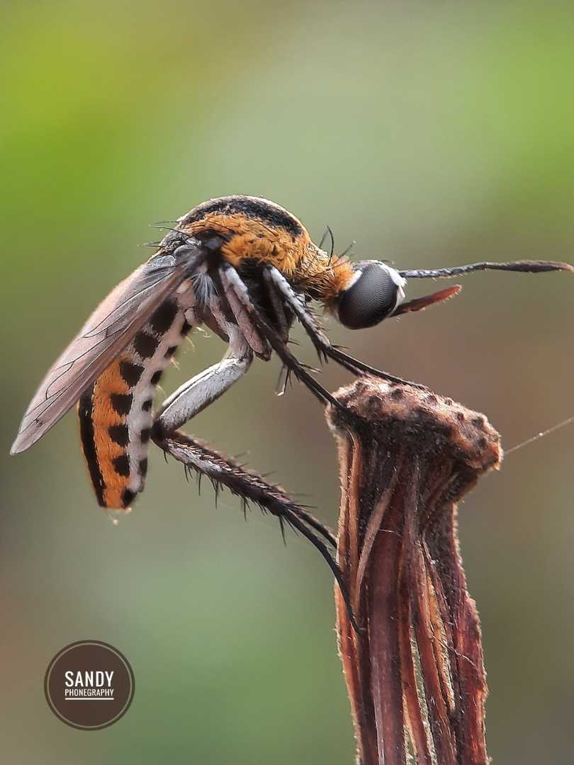Toxophora