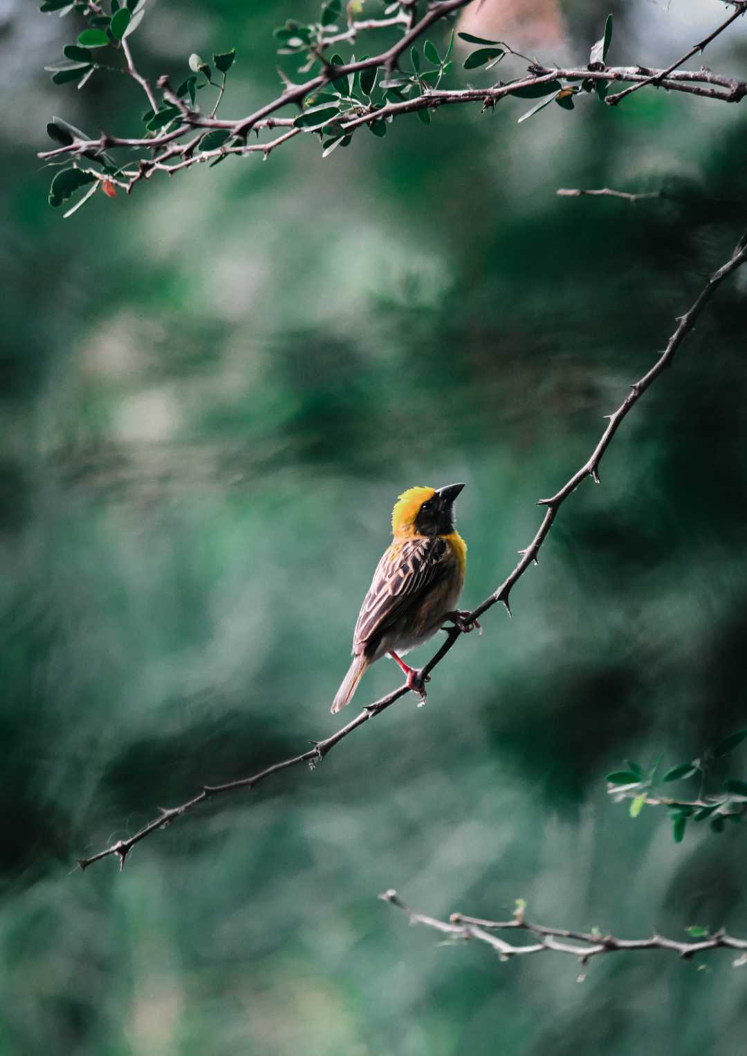 baya weaver ✨