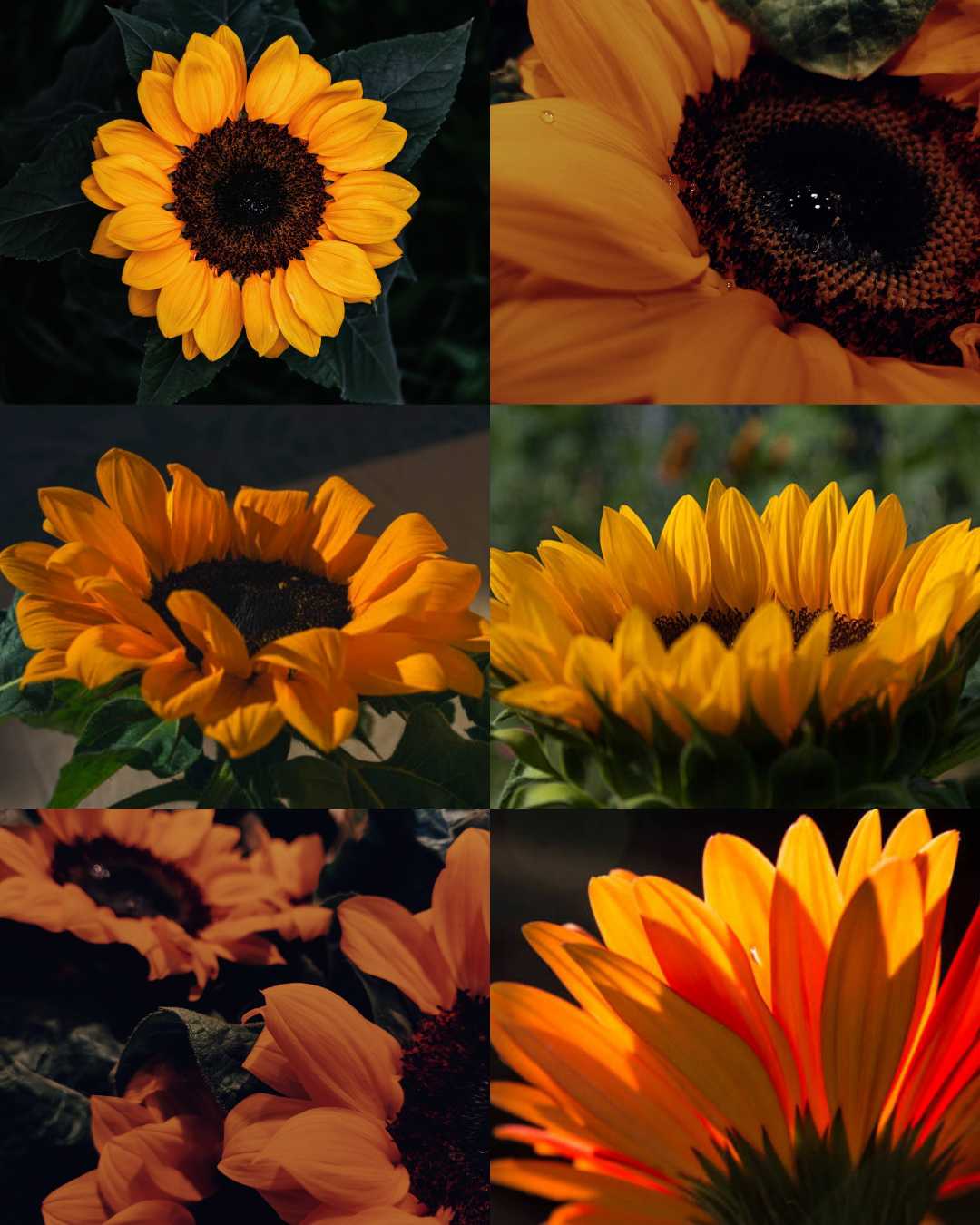 Sunflower 🌻