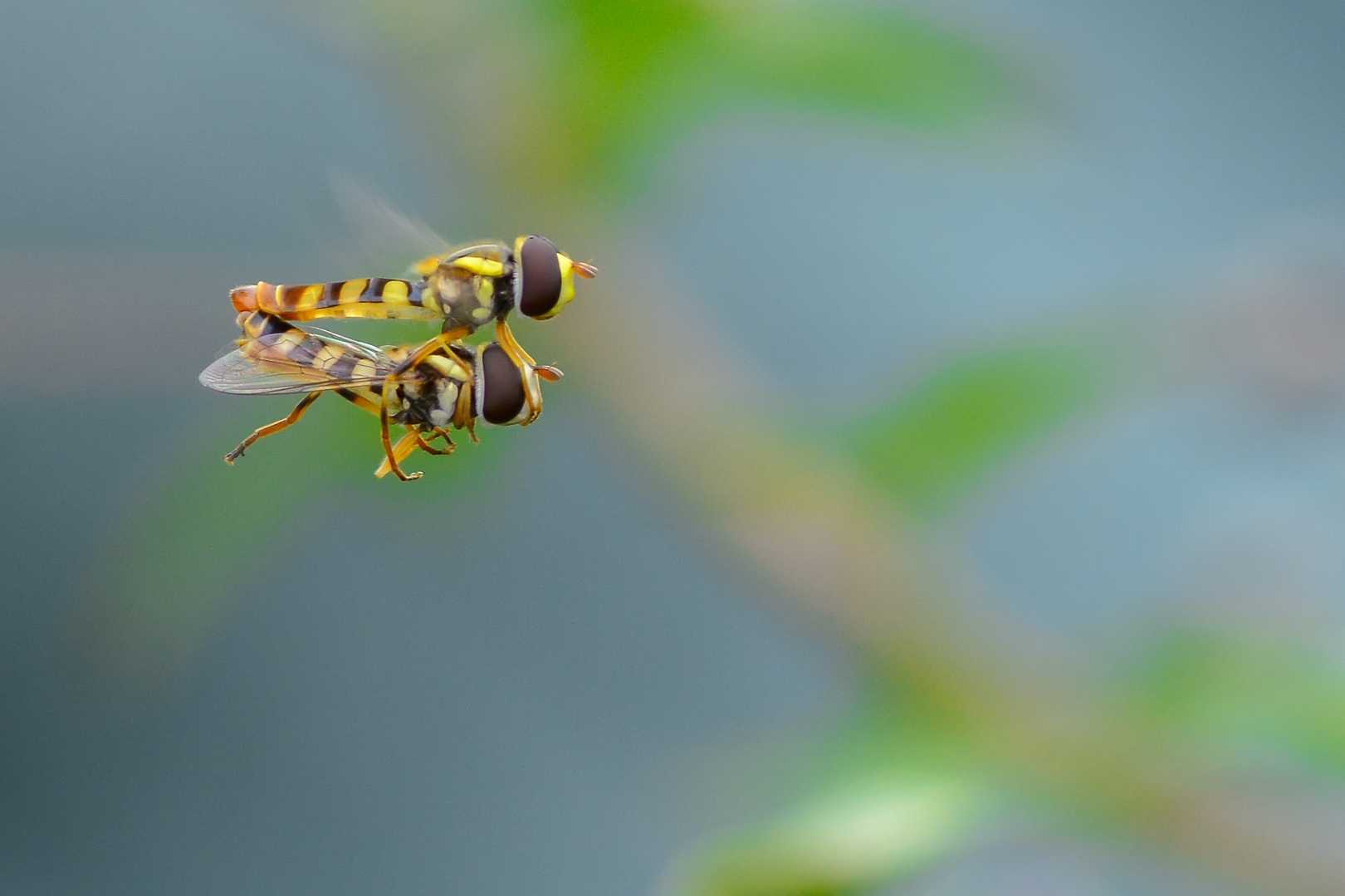love is in the air