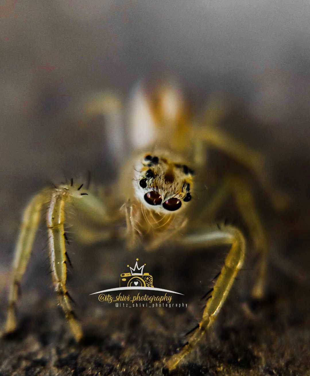 Spider 🕷️