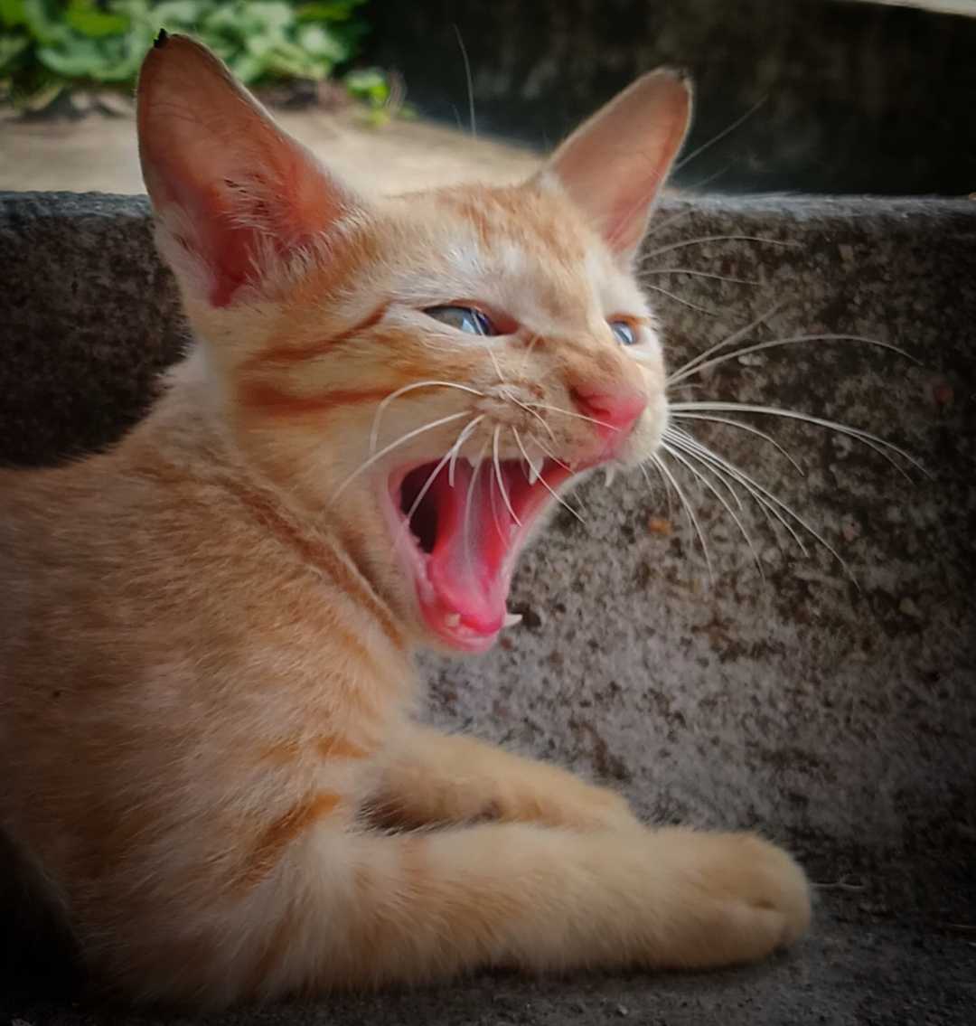 Royal Kitty😘