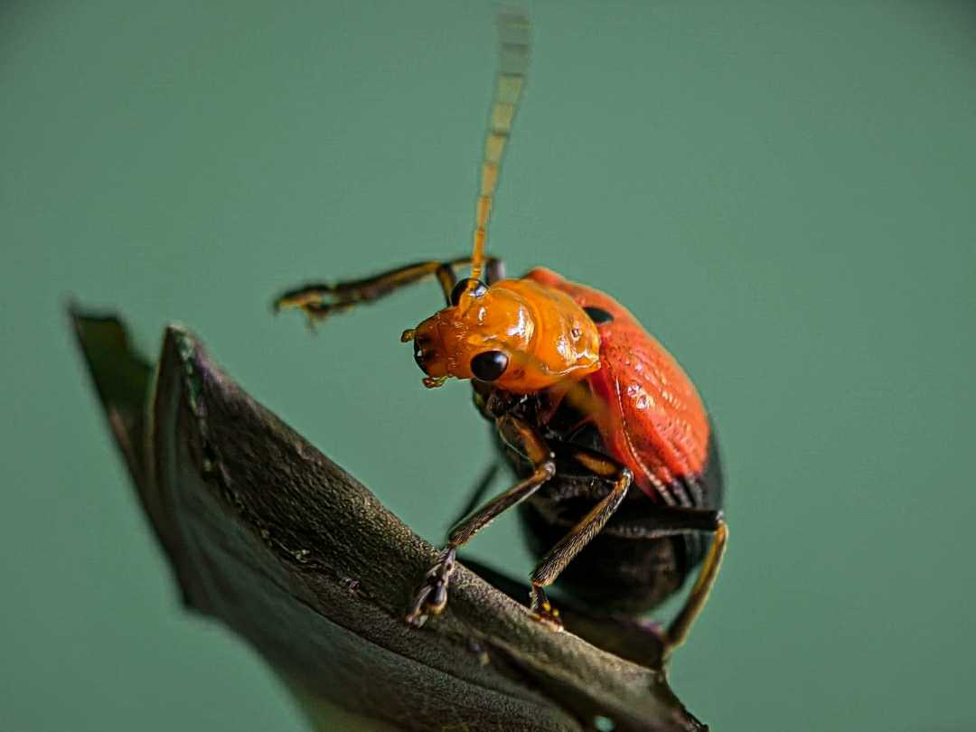 Cucurbit leaf beetle