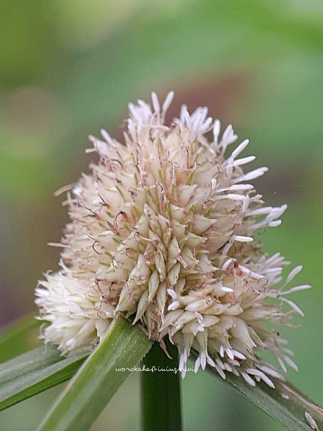 Macro Nature