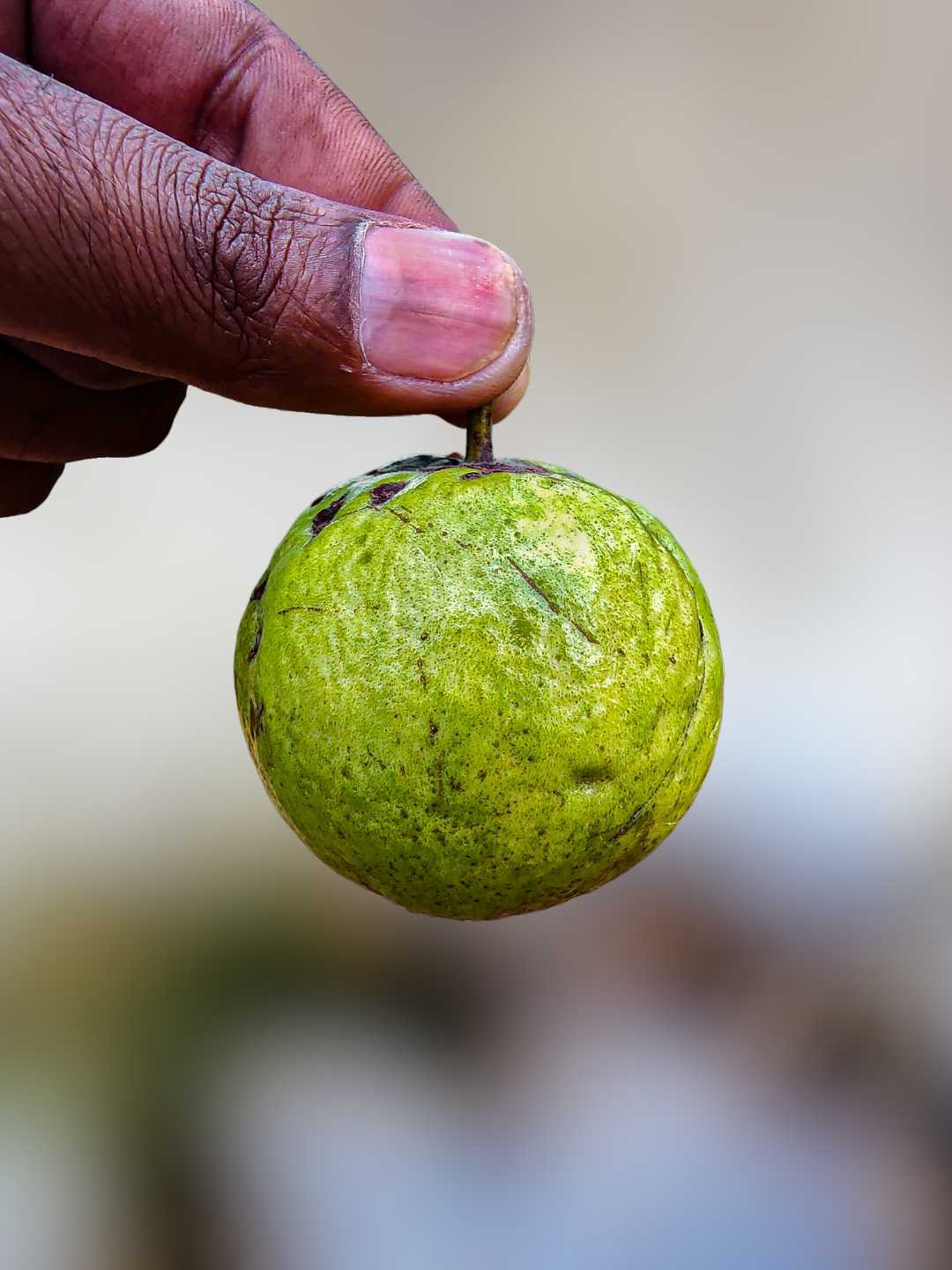 Guava
Photography 🍏