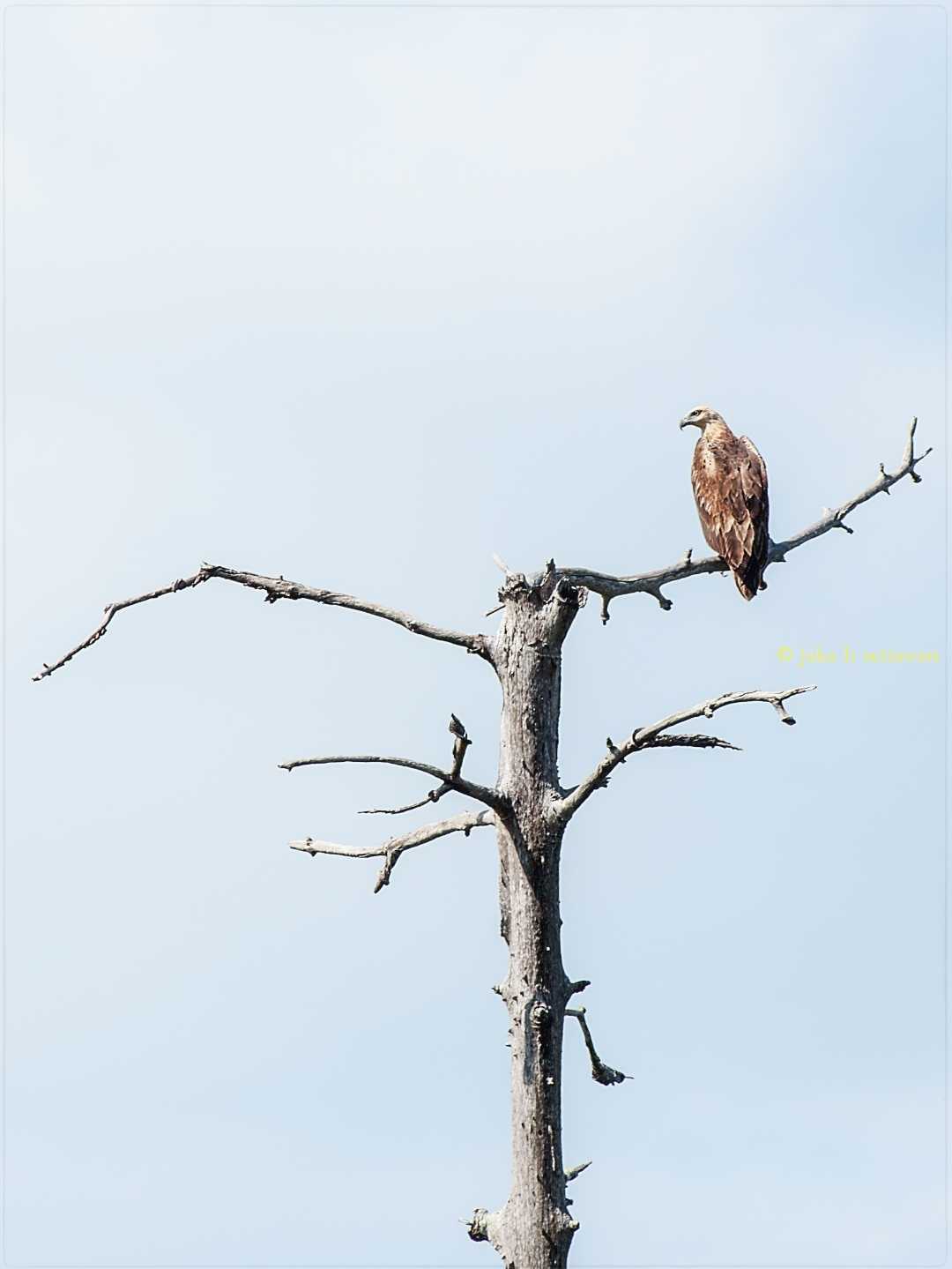 Haliaeetus Leucogaster | Elang Laut Dada Putih