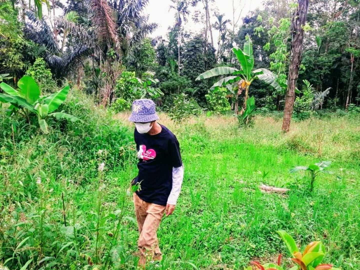 plantation