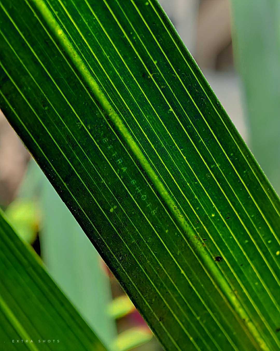 nature macro leaf 