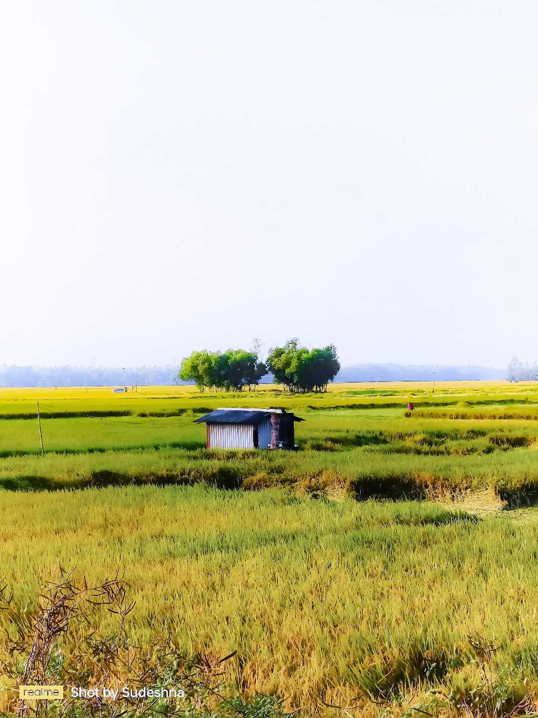 Rural Bengal 🌱