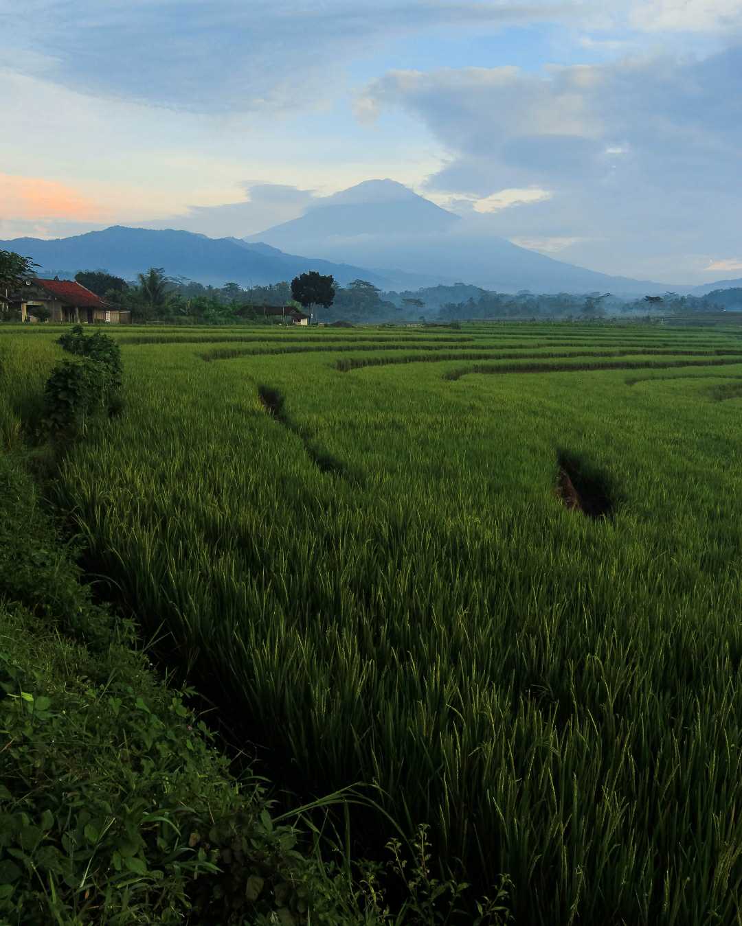 persawahan