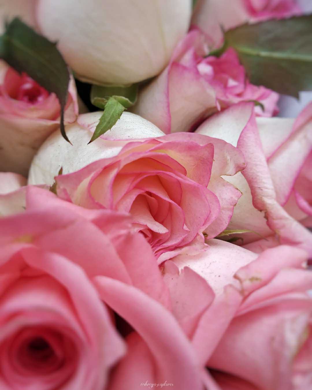 Pink Roses💐