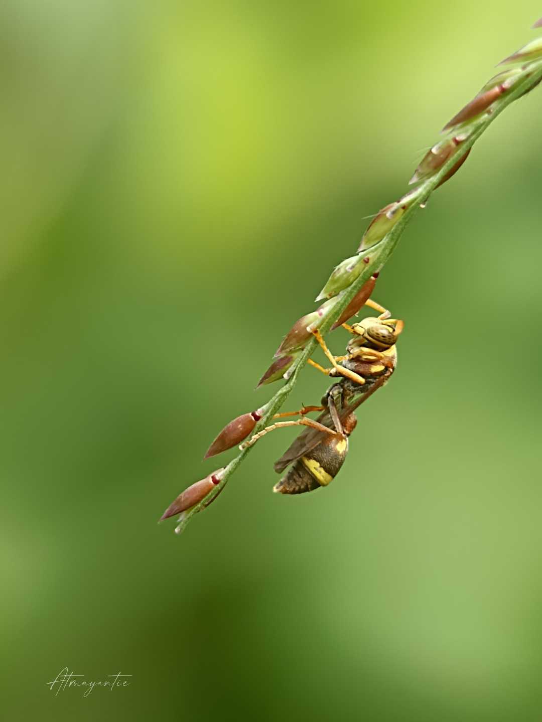Ropalidia