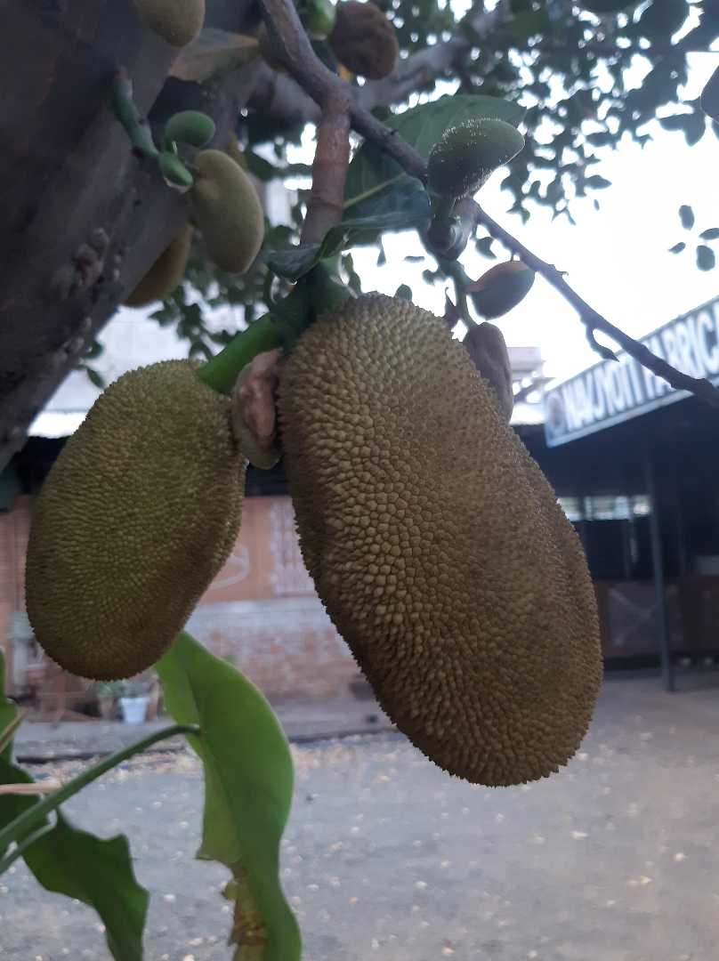 jackfruit  