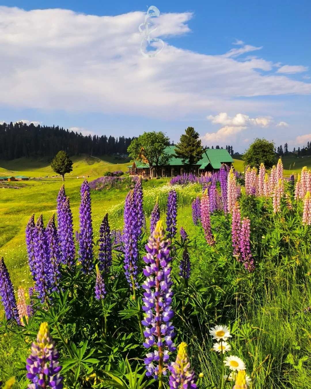 Gulmarg, Kashmir 📍