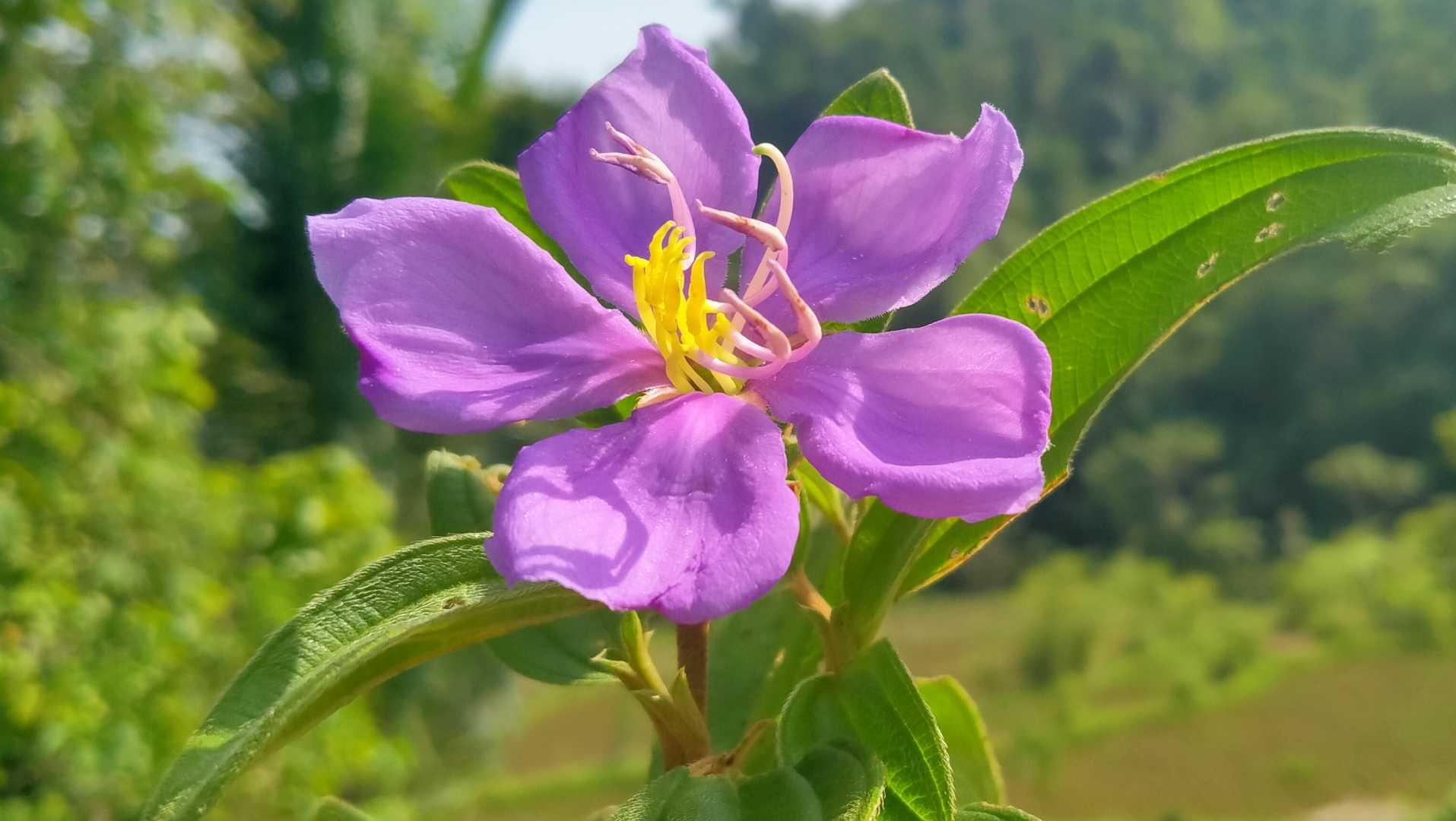 Senduduk